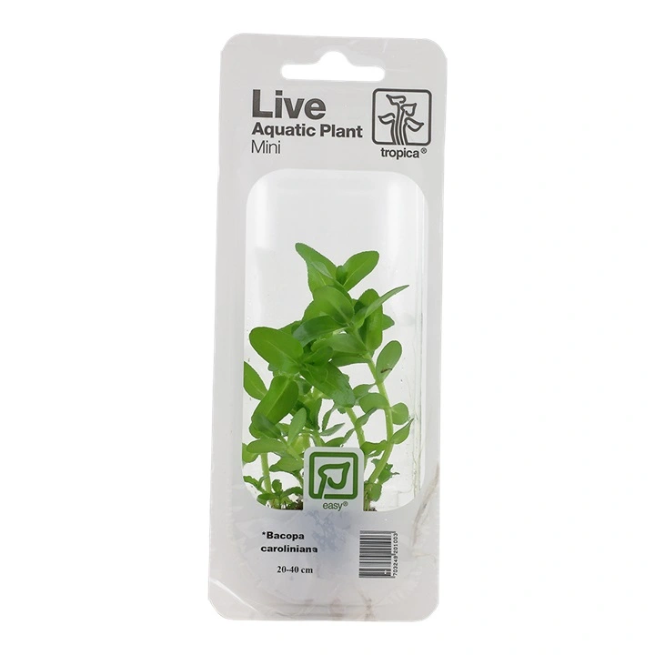 Tropica MiniPot Bacopa caroliniana